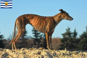 Read more about the article Galgo Espanol breeders and puppies in Zeeland