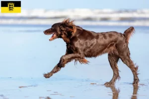 Read more about the article German Longhair breeders and puppies in Baden-Württemberg