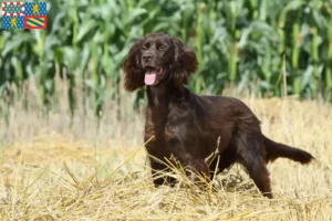 Read more about the article German Longhair breeders and puppies in Bourgogne-Franche-Comté