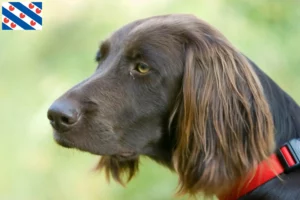 Read more about the article German Longhair breeders and puppies in Friesland