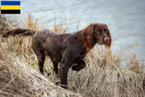 Read more about the article German Longhair breeders and puppies in Gelderland