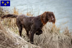 Read more about the article German Longhair breeders and puppies in Île-de-France