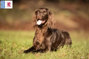 Read more about the article German Longhair breeders and puppies in Nouvelle-Aquitaine