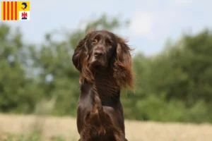 Read more about the article German Longhair breeders and puppies in Provence-Alpes-Côte d’Azur