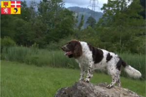 Read more about the article German watchdog breeders and puppies in Auvergne-Rhône-Alpes