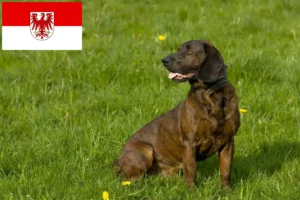 Read more about the article Hannoverscher Schweißhund breeders and puppies in Brandenburg