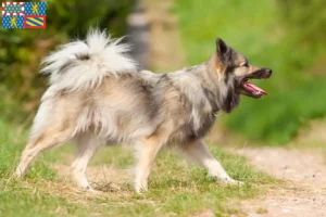 Read more about the article Icelandic dog breeders and puppies in Bourgogne-Franche-Comté