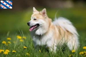 Read more about the article Icelandic dog breeders and puppies in Friesland