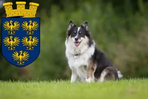 Read more about the article Icelandic dog breeders and puppies in Lower Austria