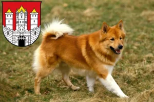 Read more about the article Icelandic dog breeders and puppies in Salzburg