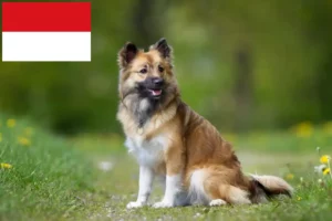 Read more about the article Icelandic dog breeders and puppies in Vienna