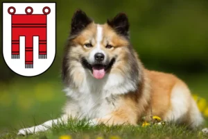 Read more about the article Icelandic dog breeders and puppies in Vorarlberg