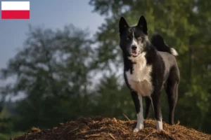 Read more about the article Karelian Bear Dog breeders and puppies in Poland