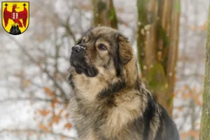 Read more about the article Karst Sheepdog breeders and puppies in Burgenland