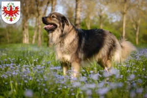 Read more about the article Karst Sheepdog breeders and puppies in Tyrol