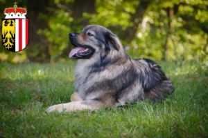 Read more about the article Karst Sheepdog breeders and puppies in Upper Austria