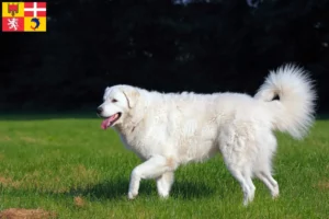 Read more about the article Kuvasz breeders and puppies in Auvergne-Rhône-Alpes