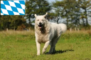 Read more about the article Kuvasz breeders and puppies in Bavaria