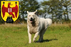 Read more about the article Kuvasz breeders and puppies in Burgenland