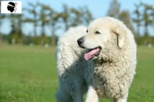 Read more about the article Kuvasz breeders and puppies in Corsica