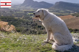 Read more about the article Kuvasz breeders and puppies in Drenthe