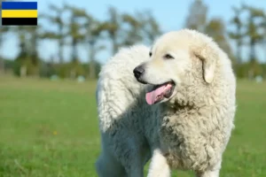 Read more about the article Kuvasz breeders and puppies in Gelderland