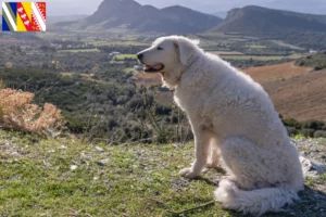 Read more about the article Kuvasz breeders and puppies in Grand Est