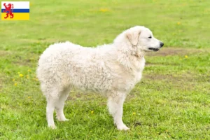 Read more about the article Kuvasz breeder and puppies in Limburg