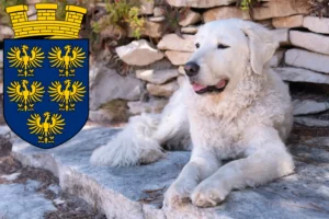 Read more about the article Kuvasz breeders and puppies in Lower Austria