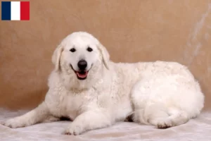 Read more about the article Kuvasz breeders and puppies in Martinique