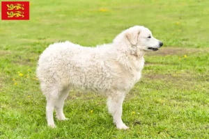 Read more about the article Kuvasz breeders and puppies in Normandy