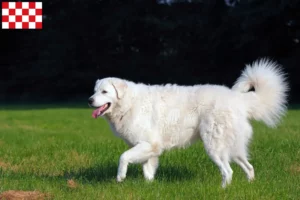 Read more about the article Kuvasz breeders and puppies in North Brabant