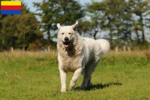 Read more about the article Kuvasz breeders and puppies in North Holland