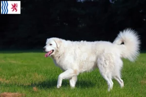 Read more about the article Kuvasz breeders and puppies in Nouvelle-Aquitaine