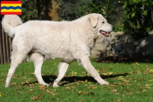 Read more about the article Kuvasz breeders and puppies in Overijssel