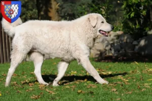 Read more about the article Kuvasz breeders and puppies in Pays de la Loire