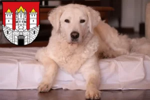 Read more about the article Kuvasz breeders and puppies in Salzburg