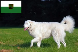 Read more about the article Kuvasz breeders and puppies in Saxony