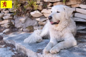 Read more about the article Kuvasz breeders and puppies in South Holland