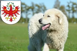 Read more about the article Kuvasz breeders and puppies in Tyrol