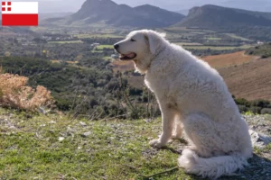 Read more about the article Kuvasz breeders and puppies in Utrecht