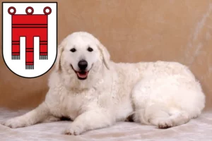 Read more about the article Kuvasz breeders and puppies in Vorarlberg