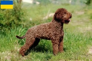 Read more about the article Lagotto Romagnolo breeders and puppies in Ukraine