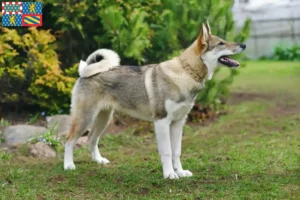 Read more about the article Laika breeders and puppies in Bourgogne-Franche-Comté