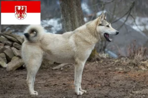 Read more about the article Laika breeders and puppies in Brandenburg