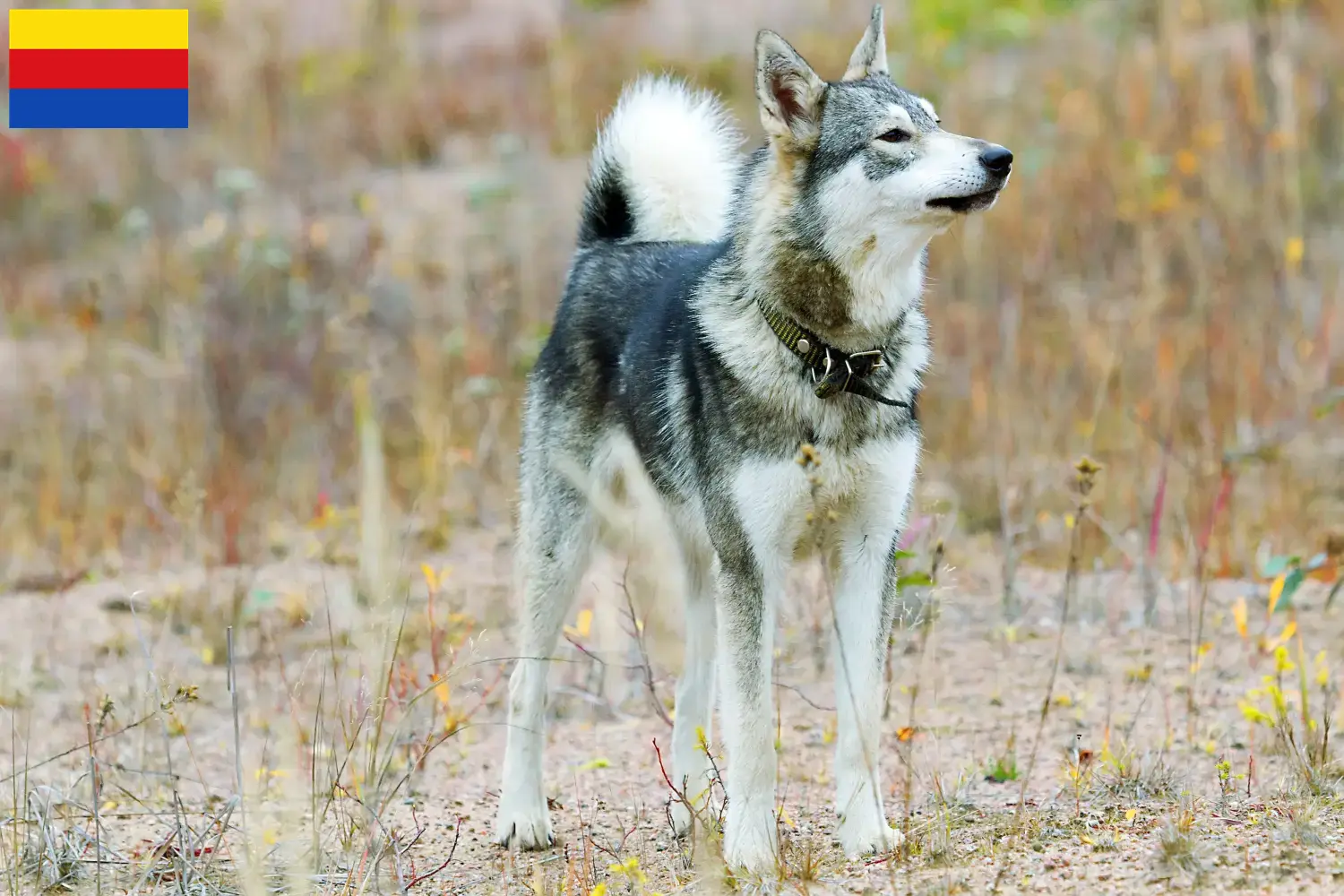 Read more about the article Laika breeders and puppies in North Holland