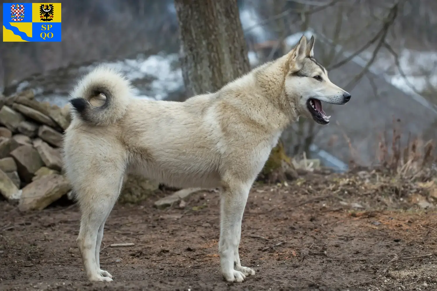 Read more about the article Laika breeder and puppies in Olomouc