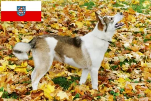 Read more about the article Laika breeders and puppies in Thuringia