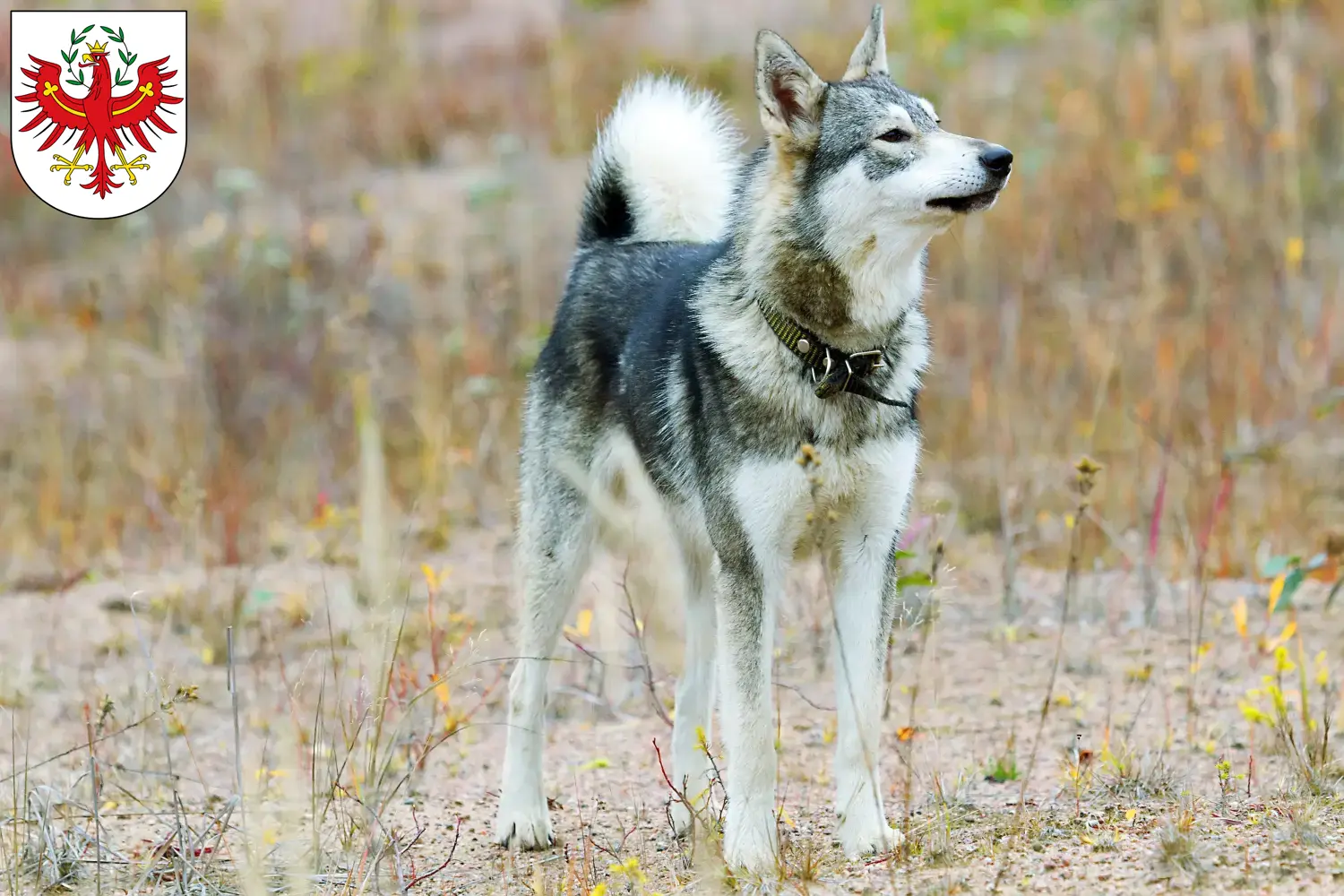 Read more about the article Laika breeders and puppies in Tirol