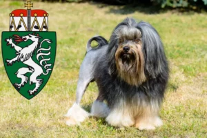 Read more about the article Löwchen breeders and puppies in Styria